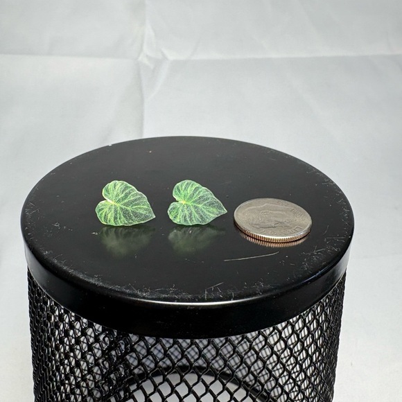 Green Verrucosum Philodendron Monstera Leaf Stud Earrings - Picture 4 of 5